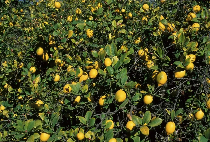 Framed Print : Lemon Tree Print in Spain Framed Print : Lemon Tree Print in Spain