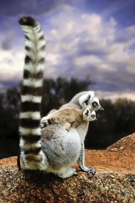 Framed Print : Lemur Print from Madagascar Framed Print : Lemur Print from Madagascar