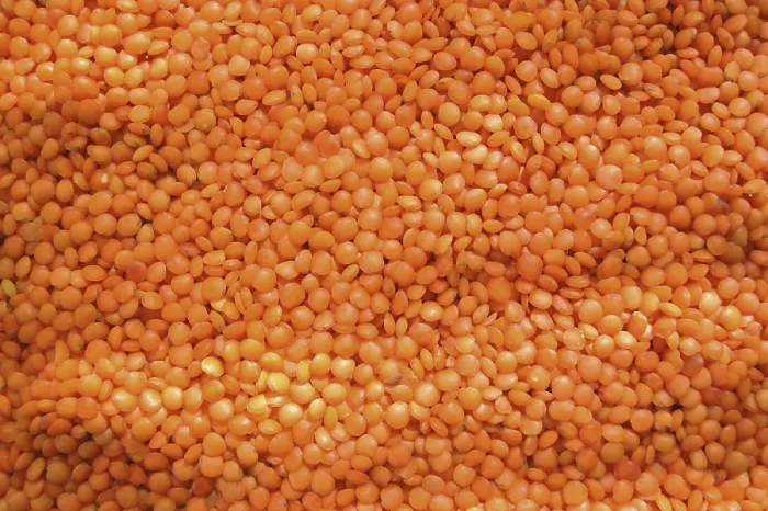 Framed Print : Lentil Print by ImageBROKER Framed Print : Lentil Print by ImageBROKER