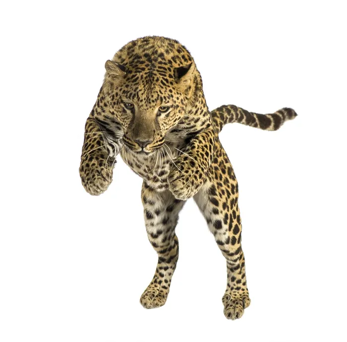 Framed Print : Leopard in Mid Leap Print - Dynamic Movement Framed Print : Leopard in Mid Leap Print - Dynamic Movement