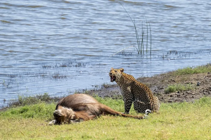 Framed Print : Leopard with kill Print, Chobe National Park, Botswana Framed Print : Leopard with kill Print, Chobe National Park, Botswana