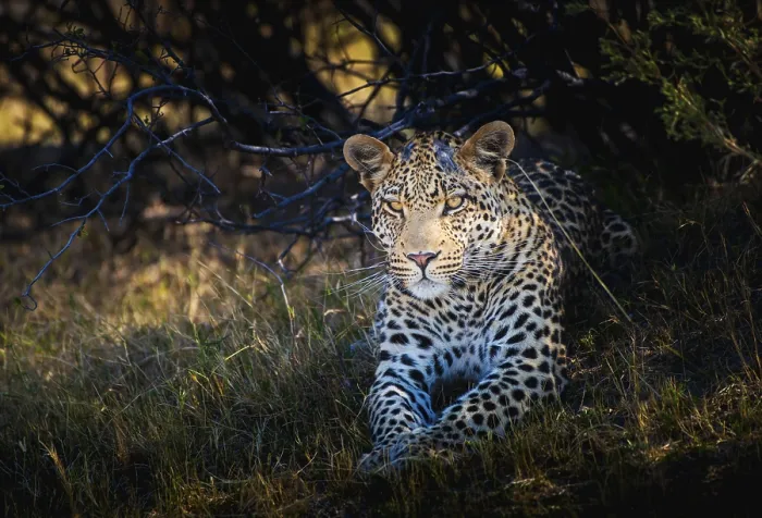 Framed Print : Leopard Lying in Shade Print, Okavango Delta, Botswana Framed Print : Leopard Lying in Shade Print, Okavango Delta, Botswana