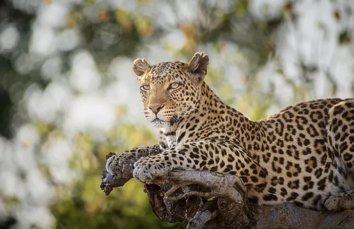 Framed Print : Leopard on a tree Print, Chobe National Park, Botswana Framed Print : Leopard on a tree Print, Chobe National Park, Botswana