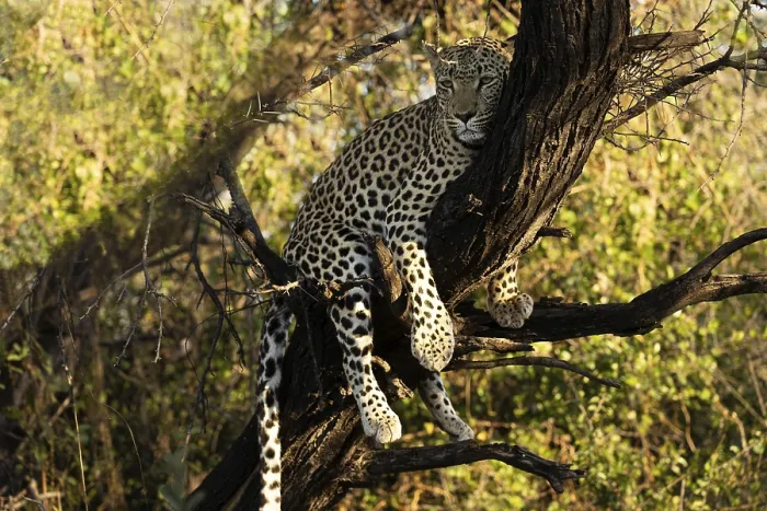 Framed Print : Leopard in a Tree Print, Namibia Framed Print : Leopard in a Tree Print, Namibia