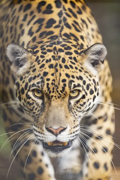 Framed Print : Leopard Walking Portrait Print - Africa Framed Print : Leopard Walking Portrait Print - Africa