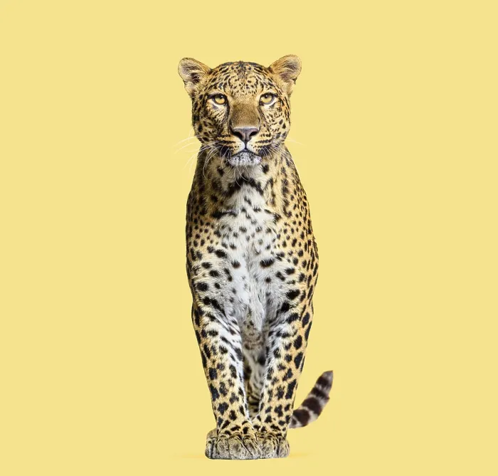 Framed Print : Leopard Print on Yellow Background Portrait Framed Print : Leopard Print on Yellow Background Portrait