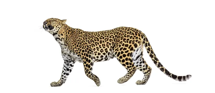 Framed Print : Leopard Walking Print with Spotted Fur Pattern Framed Print : Leopard Walking Print with Spotted Fur Pattern
