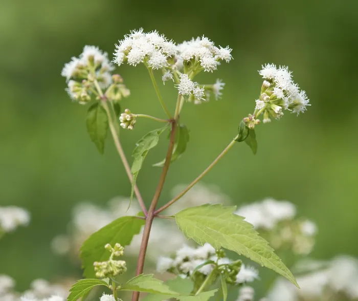Framed Print : Lesser Snakeroot Print, Thuringia, Germany Framed Print : Lesser Snakeroot Print, Thuringia, Germany