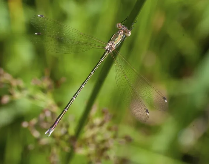 Framed Print : Migrant Spreadwing Damselfly Print Framed Print : Migrant Spreadwing Damselfly Print