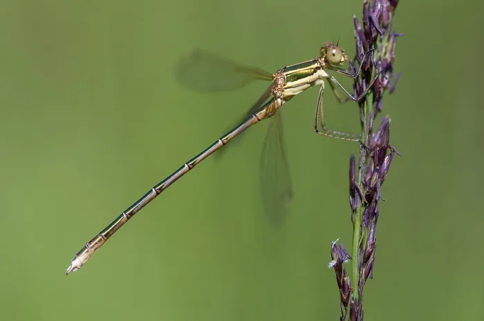 Framed Print : Leste Barbarus Migrant Spreadwing Print Framed Print : Leste Barbarus Migrant Spreadwing Print
