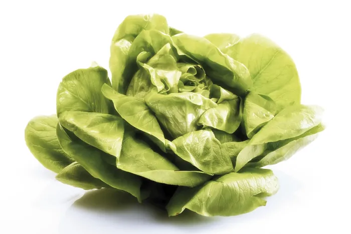 Framed Print : Lettuce Print from imageBROKER Framed Print : Lettuce Print from imageBROKER