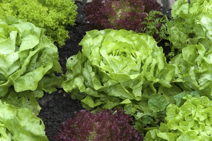 Framed Print : Lettuce Print from imageBROKER
