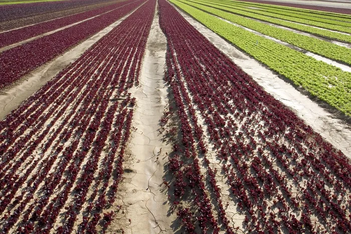 Framed Print : Lettuce Field Print Framed Print : Lettuce Field Print