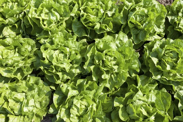 Framed Print : Lettuce in the Field Print Framed Print : Lettuce in the Field Print