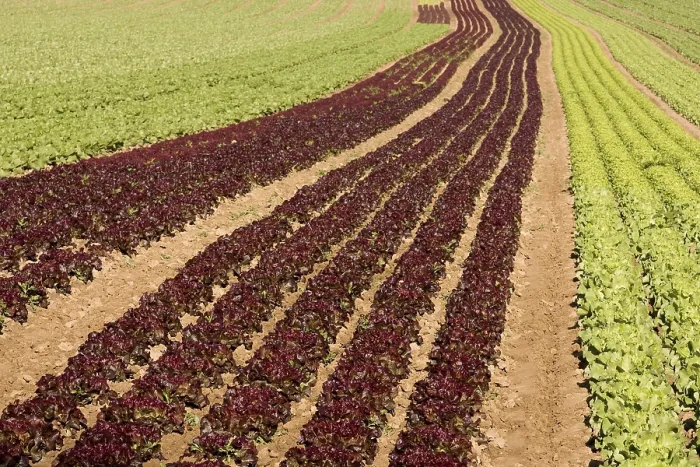 Framed Print : Lettuce Field Print Framed Print : Lettuce Field Print