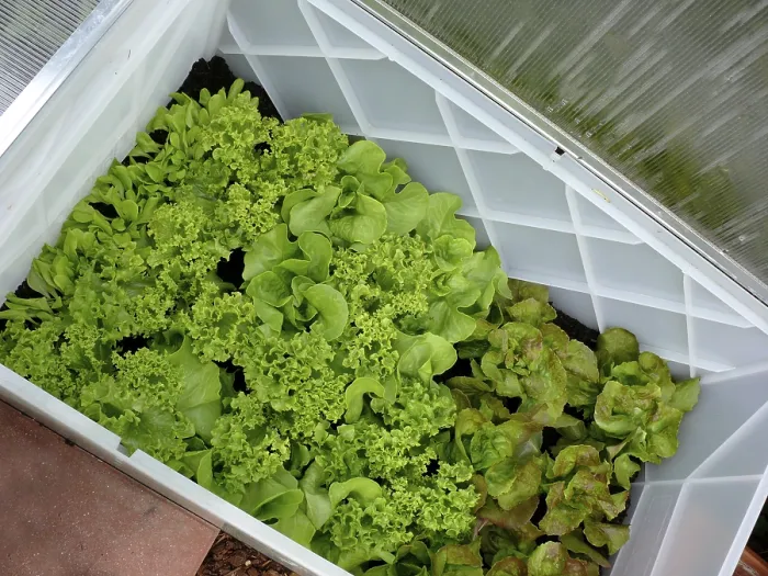 Framed Print : Lettuce Plants in a Cold Frame Print Framed Print : Lettuce Plants in a Cold Frame Print