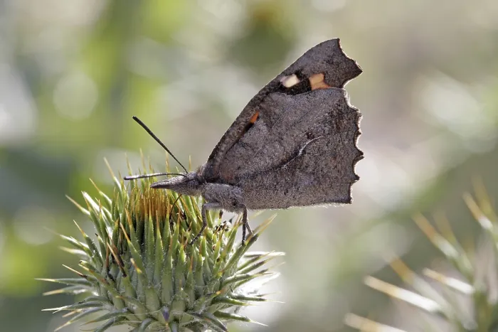 Framed Print : Libythea celtis Print - Hackberry Moth Framed Print : Libythea celtis Print - Hackberry Moth