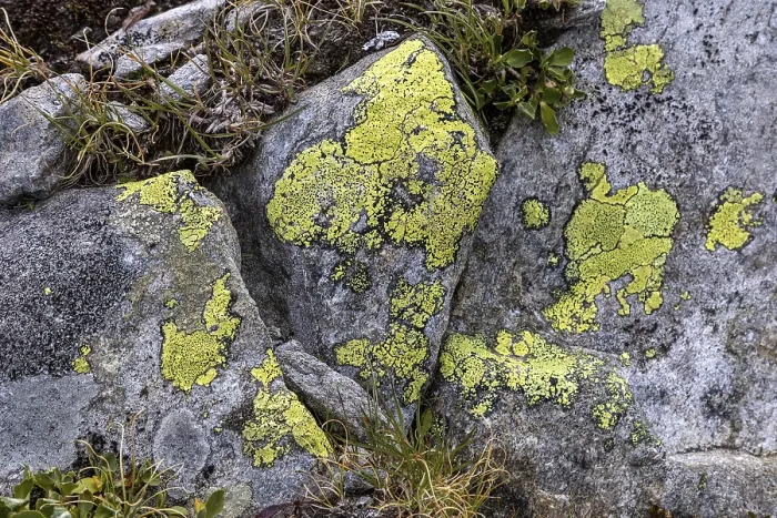 Framed Print : Lichen (Chrysothrix candelaris) Print, Canton Ticino, Switzerland Framed Print : Lichen (Chrysothrix candelaris) Print, Canton Ticino, Switzerland