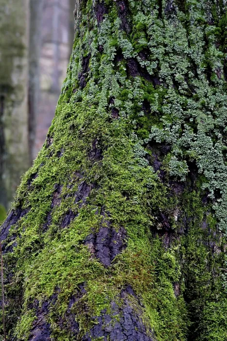 Framed Print : Lichen- and Moss-Covered Tree Trunk Print, Germany Framed Print : Lichen- and Moss-Covered Tree Trunk Print, Germany