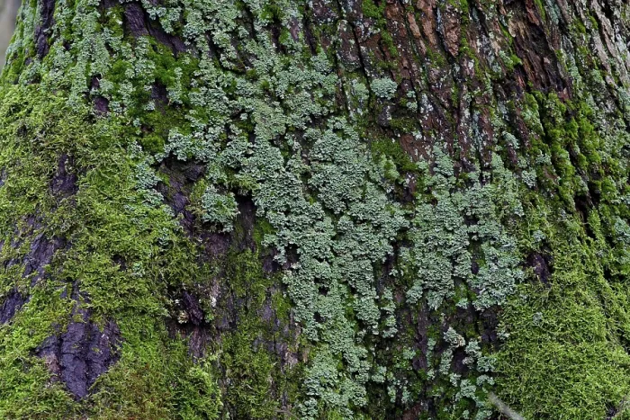 Framed Print : Lichen- and moss-covered tree trunk Print, Germany Framed Print : Lichen- and moss-covered tree trunk Print, Germany