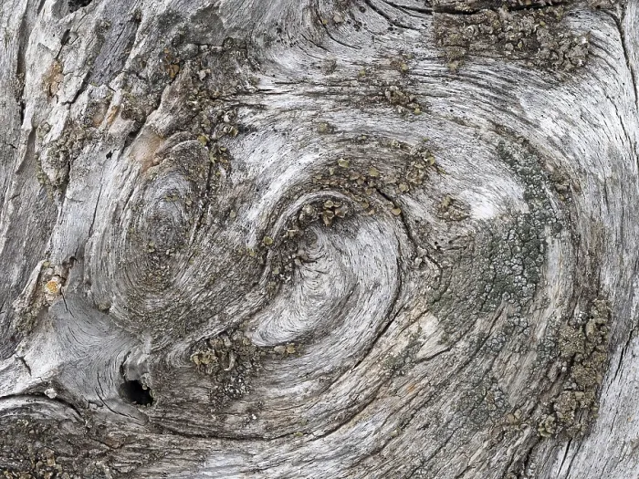 Framed Print : Lichen on a weathered tree trunk Print, South Tyrol, Italy Framed Print : Lichen on a weathered tree trunk Print, South Tyrol, Italy