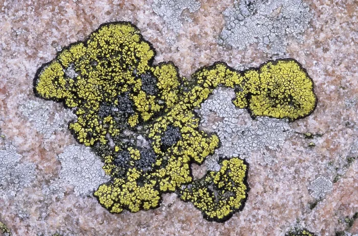 Framed Print : Lichens on a Rock Print Framed Print : Lichens on a Rock Print