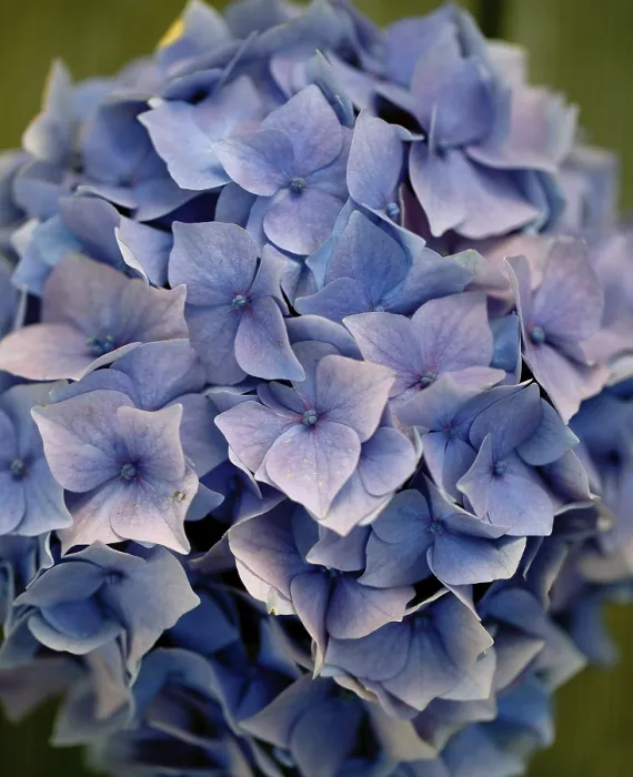 Framed Print : Still Life with Hydrangeas in a Blue Cup Print Framed Print : Still Life with Hydrangeas in a Blue Cup Print