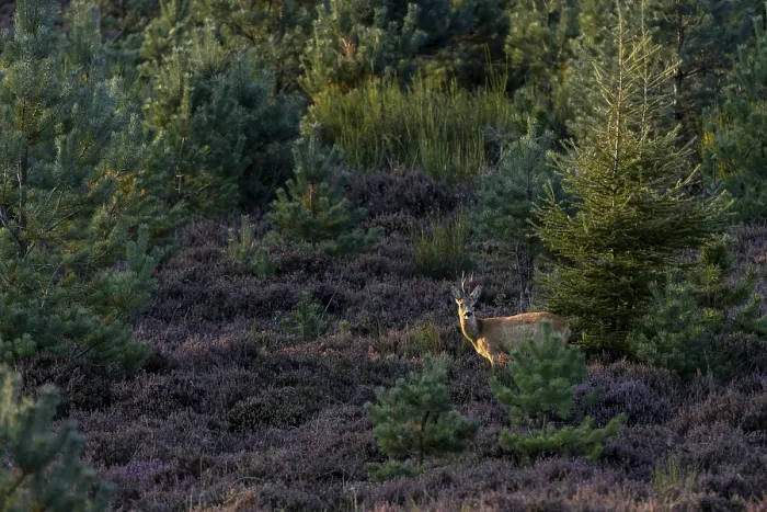 Framed Print : Roebuck in Evening Heather Landscape Print Framed Print : Roebuck in Evening Heather Landscape Print