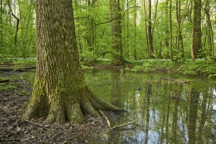Framed Print : Light-flooded forest with river Kinzig Print, Germany Framed Print : Light-flooded forest with river Kinzig Print, Germany