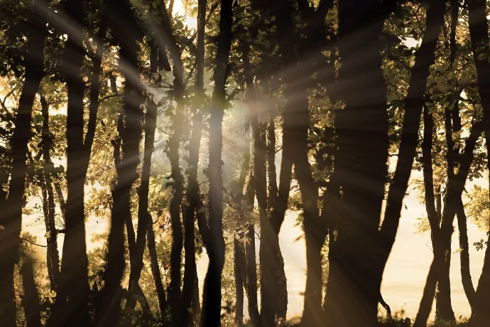 Framed Print : The Light in the Forest Print Framed Print : The Light in the Forest Print