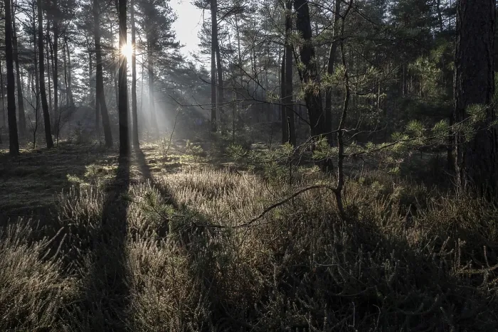 Framed Print : Light Rays in Emsland Forest Print, Germany Framed Print : Light Rays in Emsland Forest Print, Germany