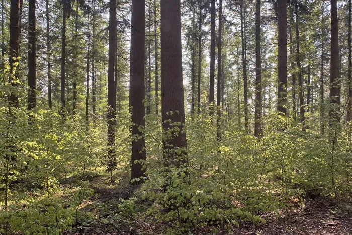 Framed Print : Print of Light in the Spring Forest, Emsland Framed Print : Print of Light in the Spring Forest, Emsland