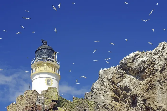 Framed Print : Lighthouse and cliffs, blue sky with countless birds Print Framed Print : Lighthouse and cliffs, blue sky with countless birds Print