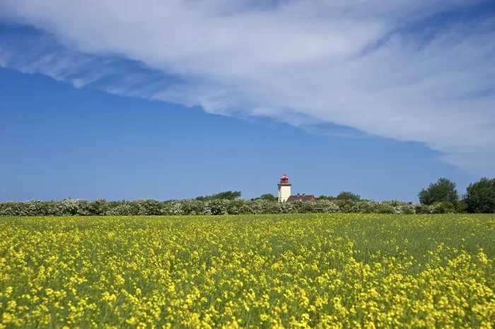Framed Print : Lighthouse with Rapeseed Field Print, Fehmarn Island, Germany