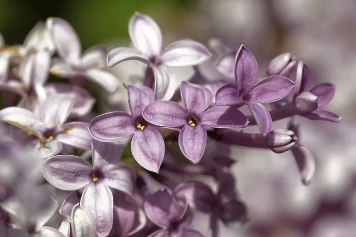 Framed Print : Lilac Lilac Print by ImageBROKER Framed Print : Lilac Lilac Print by ImageBROKER