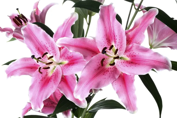 Framed Print : Lily Print by imageBROKER Framed Print : Lily Print by imageBROKER
