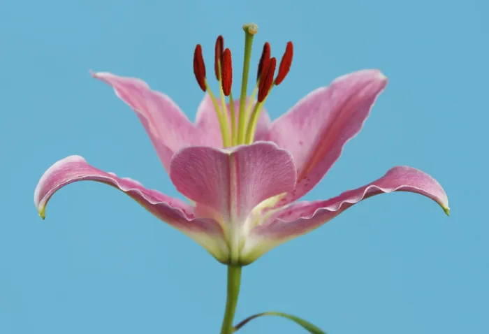 Framed Print : Lily Print by imageBROKER Framed Print : Lily Print by imageBROKER