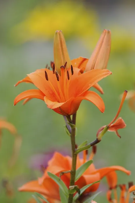 Framed Print : Lily Lily Print by imageBROKER Framed Print : Lily Lily Print by imageBROKER