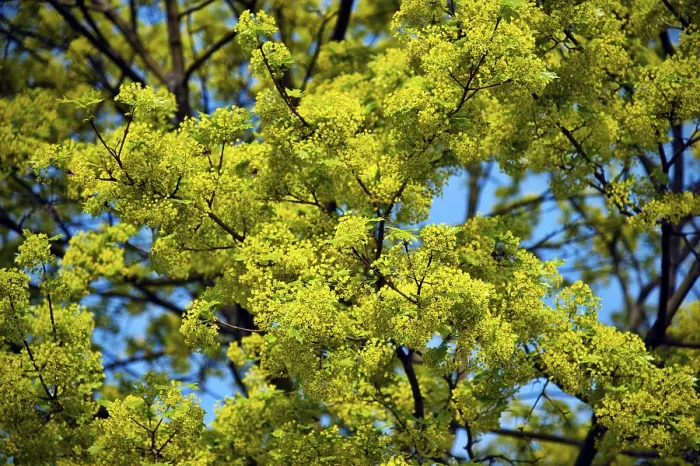 Framed Print : Lime Tree in Blossom Spring Print Framed Print : Lime Tree in Blossom Spring Print