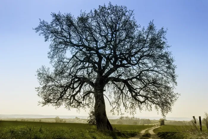 Framed Print : Lime-Tree Clear Against the Blue Sky Print Framed Print : Lime-Tree Clear Against the Blue Sky Print