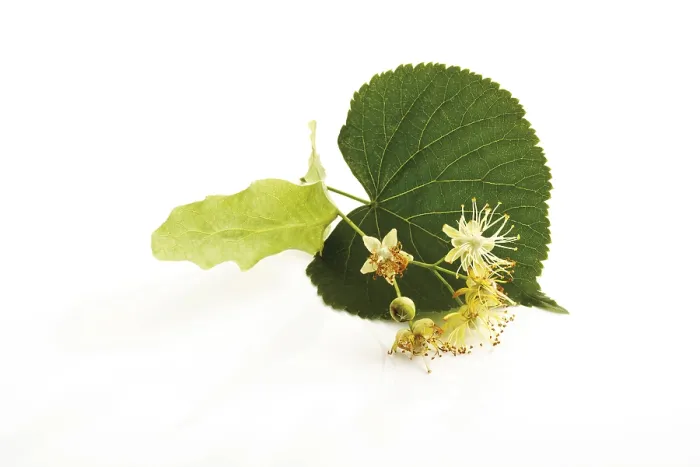 Framed Print : Lime Tree Leaf and Blossoms Print Framed Print : Lime Tree Leaf and Blossoms Print