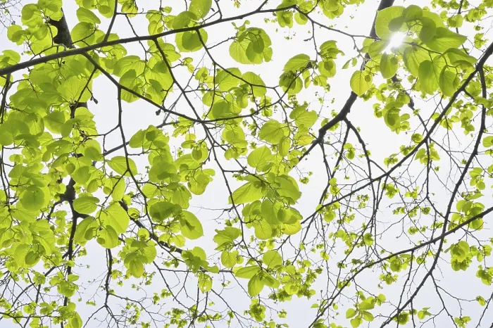 Framed Print : Lime Tree Leaves in Spring Print Framed Print : Lime Tree Leaves in Spring Print