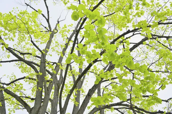Framed Print : Lime Tree Leaves in Spring Print Framed Print : Lime Tree Leaves in Spring Print