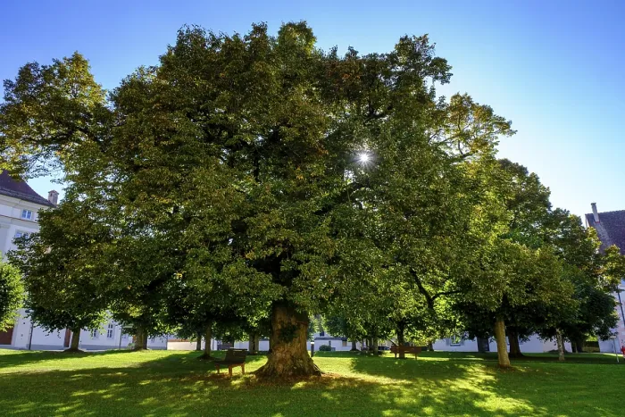 Framed Print : Lime Tree Print, Obermarchtal Monastery, Germany Framed Print : Lime Tree Print, Obermarchtal Monastery, Germany
