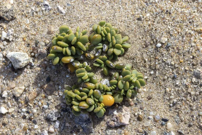 Framed Print : Lithops lichen Succulent Print Namibia Framed Print : Lithops lichen Succulent Print Namibia
