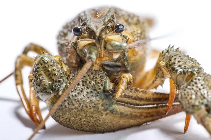 Framed Print : Live Crayfish Print Close-up on White Background Framed Print : Live Crayfish Print Close-up on White Background