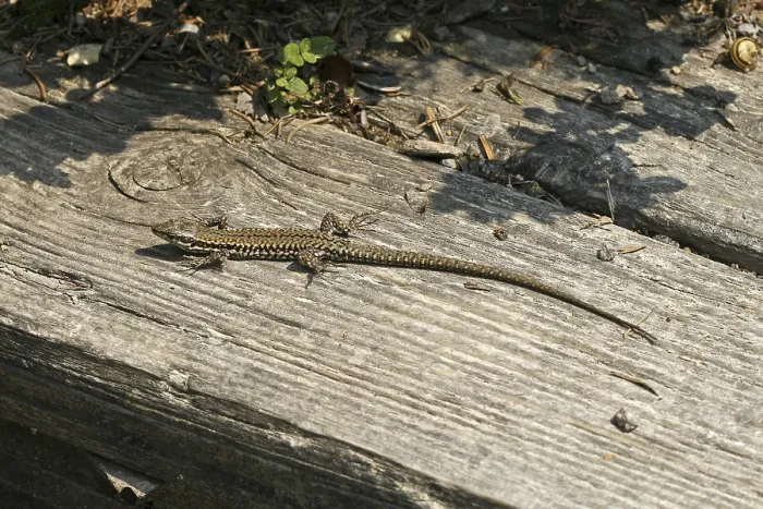Framed Print : Lizard Print Image