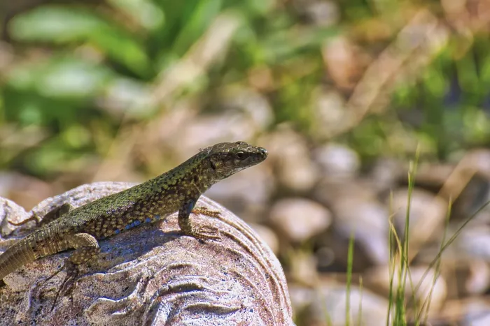 Framed Print : A lizard rests on a stone Print, Podarcis muralis, Germany Framed Print : A lizard rests on a stone Print, Podarcis muralis, Germany