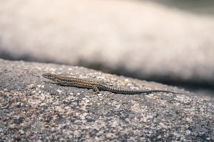 Framed Print : Lizard on Textured Stone Print, Guadarrama Mountains Framed Print : Lizard on Textured Stone Print, Guadarrama Mountains