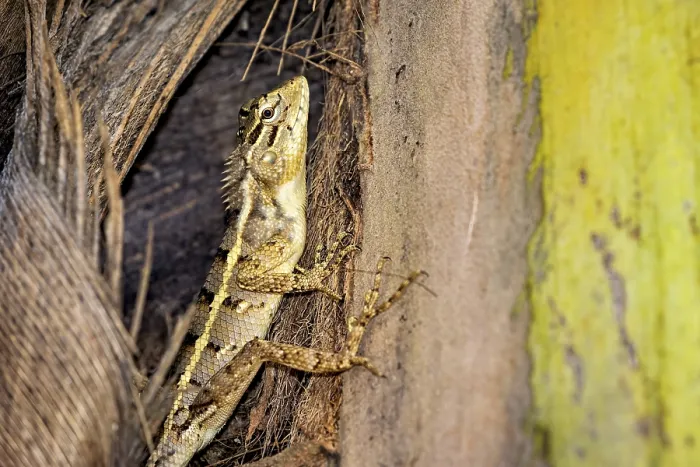 Framed Print : Lizard on tree bark print, Calotes versicolor in Sri Lanka Framed Print : Lizard on tree bark print, Calotes versicolor in Sri Lanka